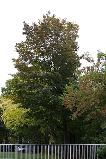 Tree Project - image 28