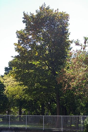 Tree Project - image 27