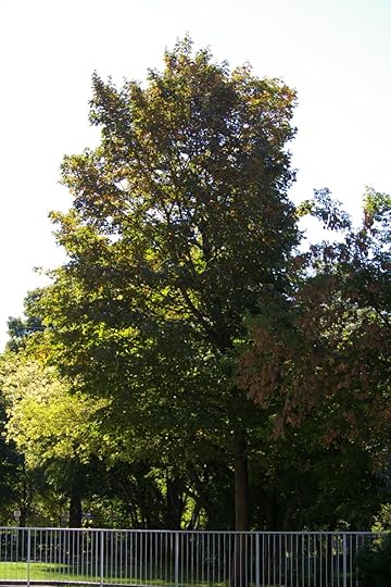 Tree Project - image 26