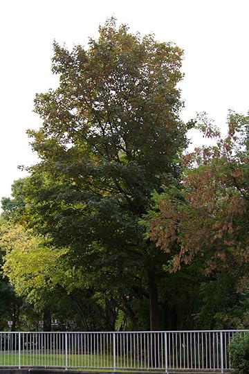 Tree Project - image 25