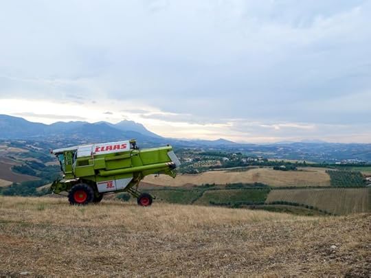 Wheat Harvest, Abruzzo