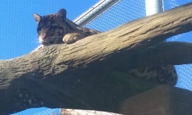 clouded leopard, lounging