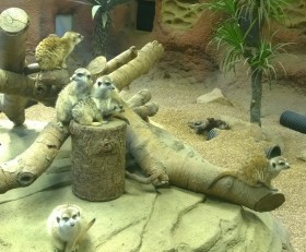 meerkats (how many can you spot in this picture?)
