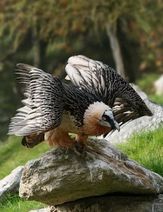 370px-Bartgeier_Gypaetus_barbatus_front2_Richard_Bartz