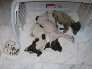 baby achilles and sibs