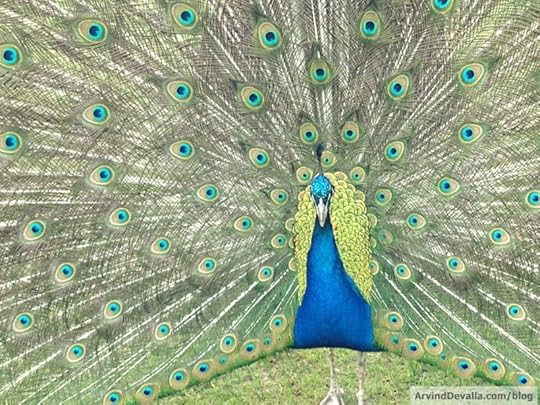 peacock3