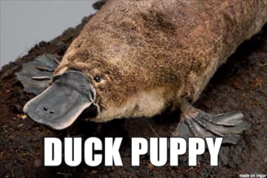 Duck puppy