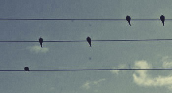 doves