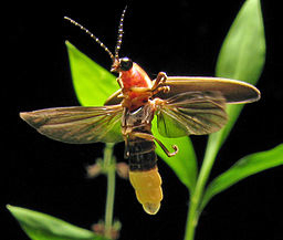 Photo by Art Farmer (Evansville, Ill.), courtesy of Wikimedia Commons (Firefly 0877)