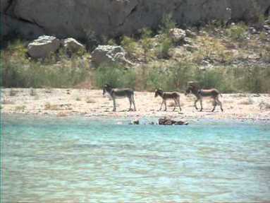 Lake Mead, donkeys, over50