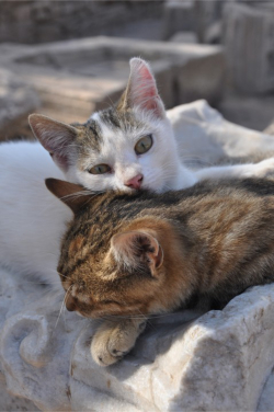 kitties1