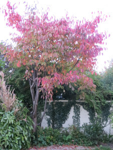 autumn tree