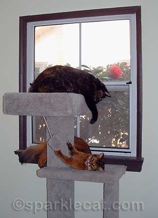 I can't believe how pristine this cat tree once was!
