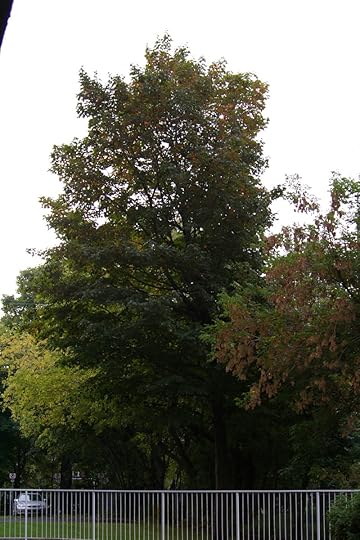 Tree Project - image 22