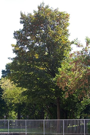 Tree Project - image 23