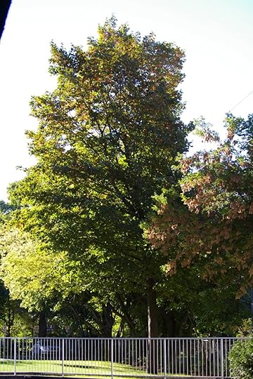 Tree Project - image 24