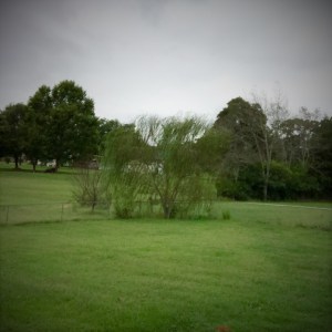 Inspired by this tree in my backyard (not sure if it's a real weeping willow or not, but it looks like it to me).
