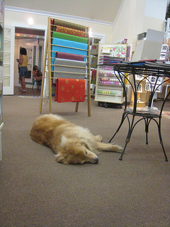 every stationery store should have a sleepy doggie
