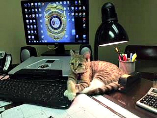 coroner-cat