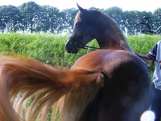 horse-tail-1511279