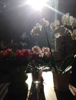 Mina blommor. Om jag saknar min trädgård? Lite.