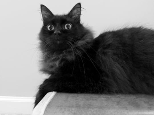 bw atticus web