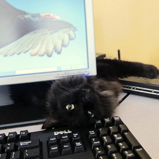 atticus computer under web