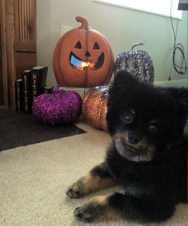 Sumoween