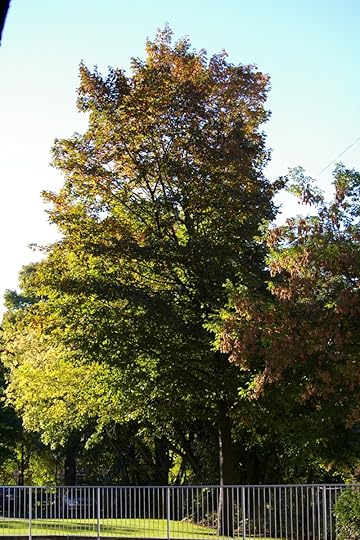 Tree Project - image 32