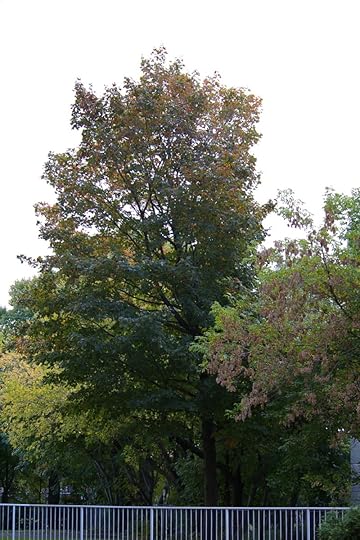 Tree Project - image 33