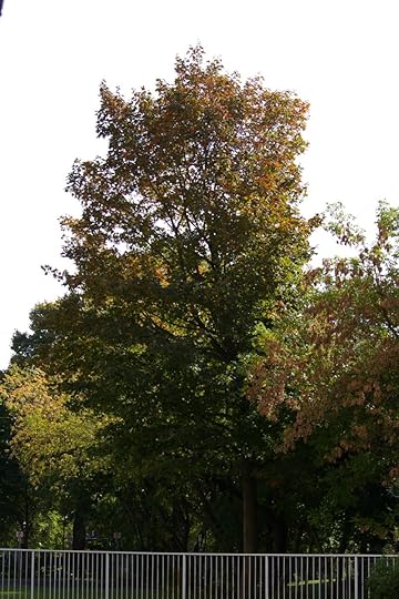 Tree Project - image 34