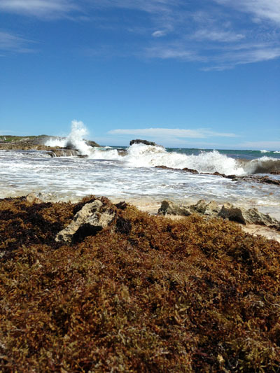 Cozumel seaweed waves