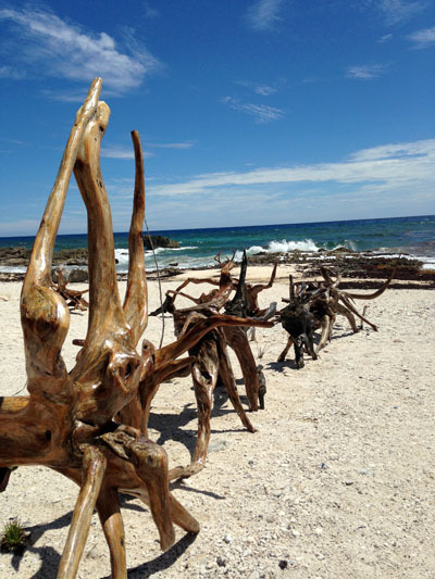 Cozumel driftwood