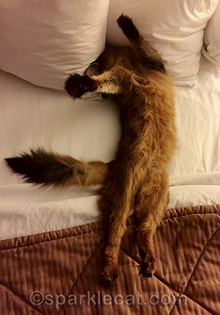 Play acting my version of the Headless Horsecat