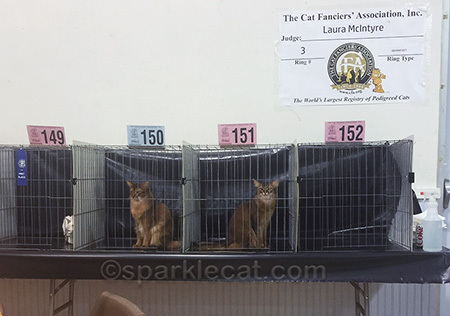 Blue cards for boys and pink for girls - remember that if you go to a cat show!
