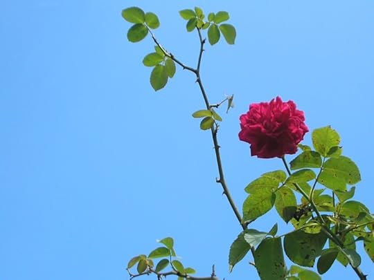 Solitude & The Rule of Thirds - Rose