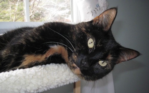 Allegra-tortoiseshell-cat