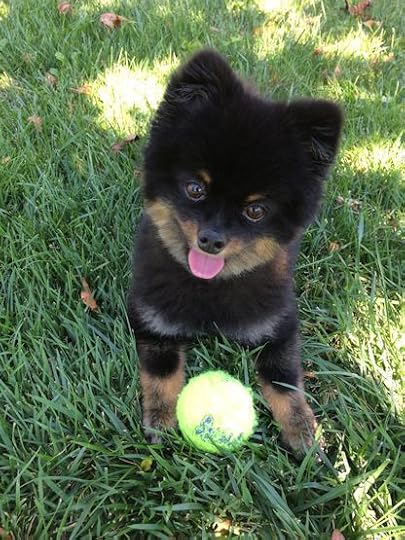 A Dog and His Ball