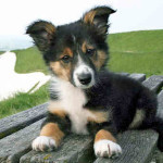 picture-border-collie-209