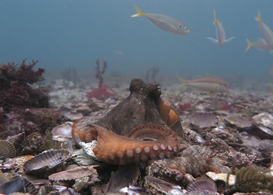 Octo tetricus_1864 - cmp