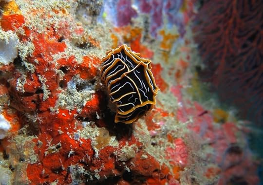 Reticulidia halgerda Fiji PGS 2015 3