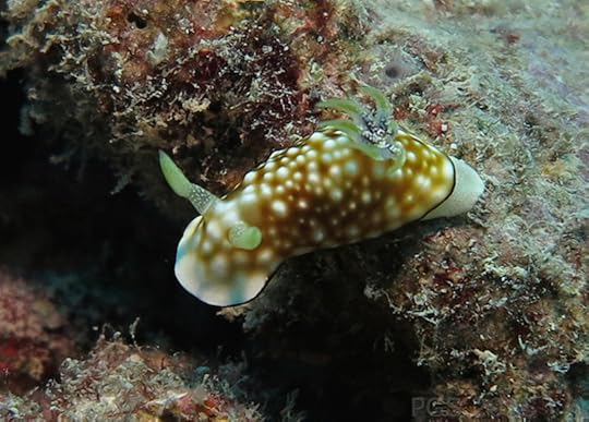 Goniobranchus (?) Fiji 2015 2b cmp