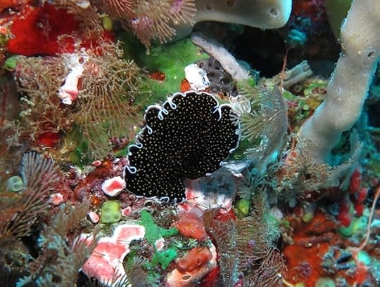 Platy Thysanozoon nigropapillosum Fiji PGS