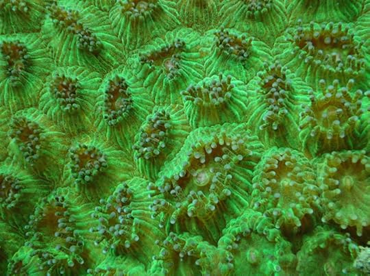 Green Zoanthid 2015