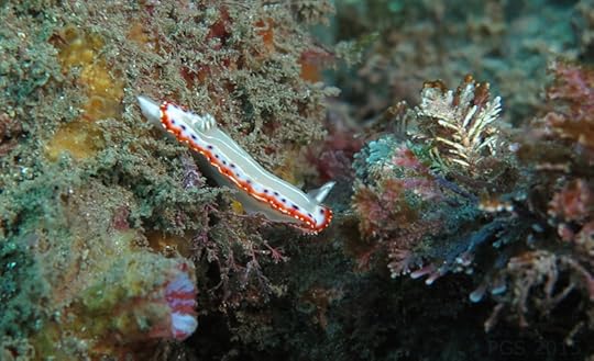 goniobranchus-setoensis-2015_PGS-sst-6