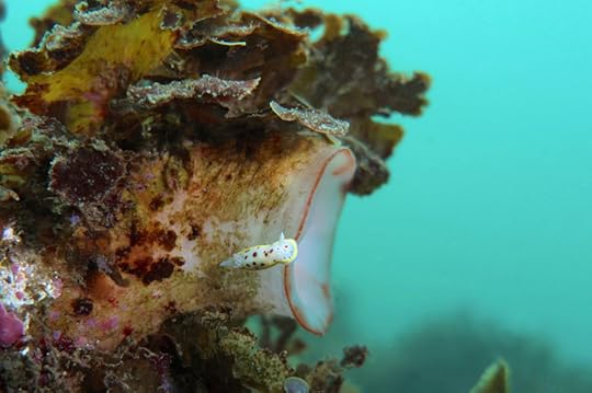 C-hunterae-2015_4008-2