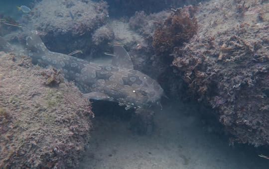 Wobbegong_2908-3
