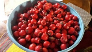 crabapples
