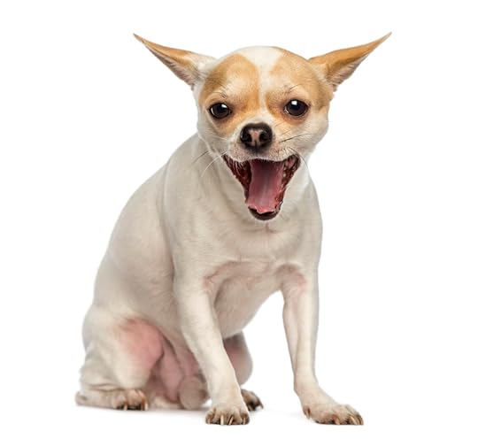 Chihuahua sitting, yawning, isolated on white