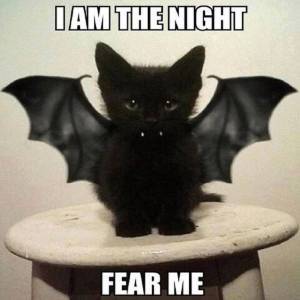 batkitty